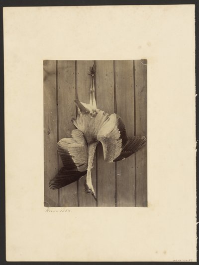 Heron de Francis Edmond Currey