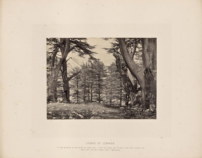 Cedros del Líbano de Francis Frith