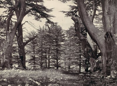 Cedros del Líbano de Francis Frith