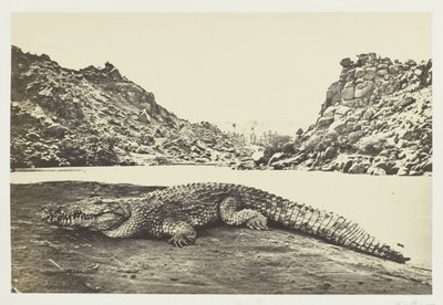 Cocodrilo en un banco de arena de Francis Frith