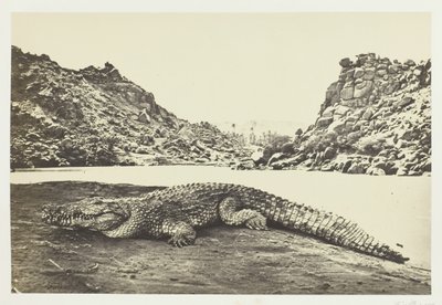 Cocodrilo en un banco de arena, 1857 de Francis Frith