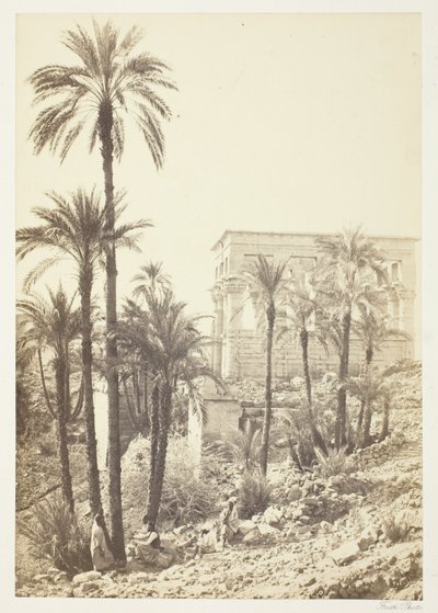 Grupo de palmeras de Francis Frith