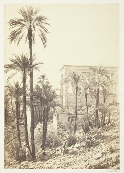 Grupo de palmeras, 1858-62 de Francis Frith