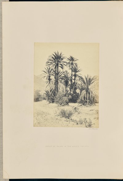 Grupo de palmeras en el Wadee Feyran de Francis Frith