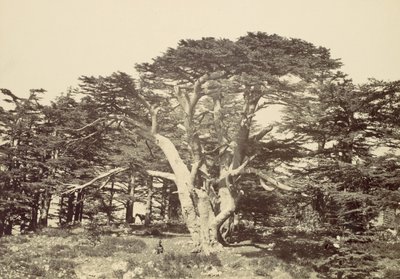 El Más Grande de los Cedros, Monte Líbano, 1857 de Francis Frith