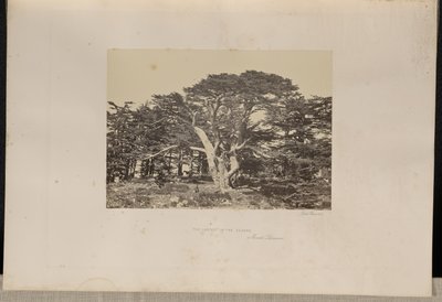 El mayor de los cedros, el Monte Líbano de Francis Frith