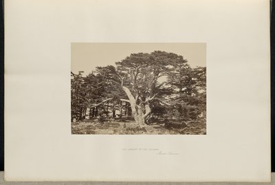El mayor de los cedros, el Monte Líbano de Francis Frith