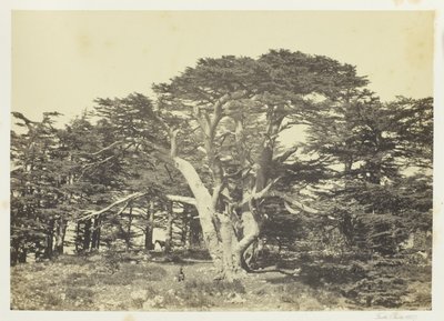 El mayor de los cedros, el Monte Líbano de Francis Frith