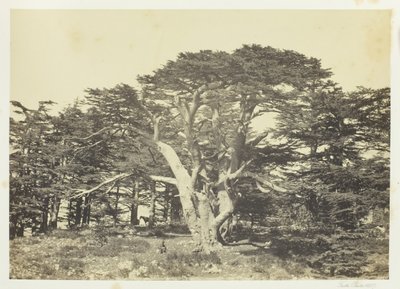 El más grande de los cedros, Monte Líbano de Francis Frith