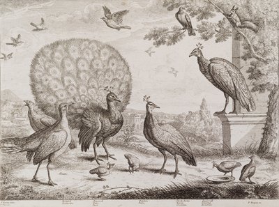 Grupo de aves con pavo real de Francis Place