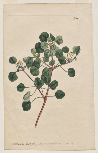 La revista botánica o el jardín de flores que se muestra: Placa 883, Euphorbia Petiolaris. Spurge de tallo largo de Francis Sansom
