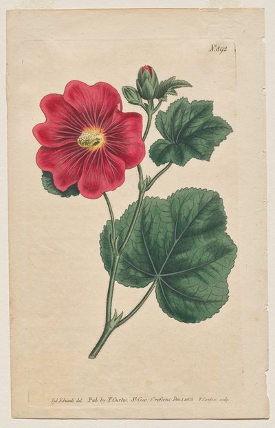 La Revista Botánica o el Jardín de Flores Mostrado: Lámina 892, Althaea Flexuosa. Seringapatam Una malvarrosa. [Althea rosa] de Francis Sansom