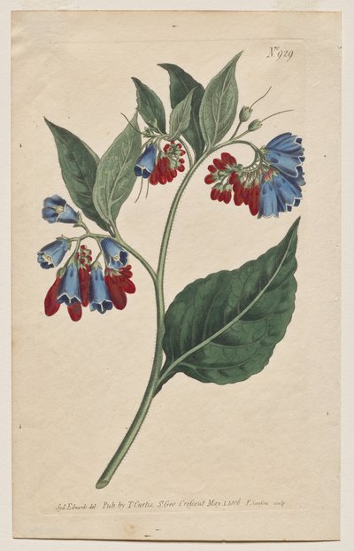 La Revista Botánica o el Jardín de Flores Mostrado: Placa 929, Symphyum Asperrim. Consuelda de Prickley. [Symphytum asperum] de Francis Sansom