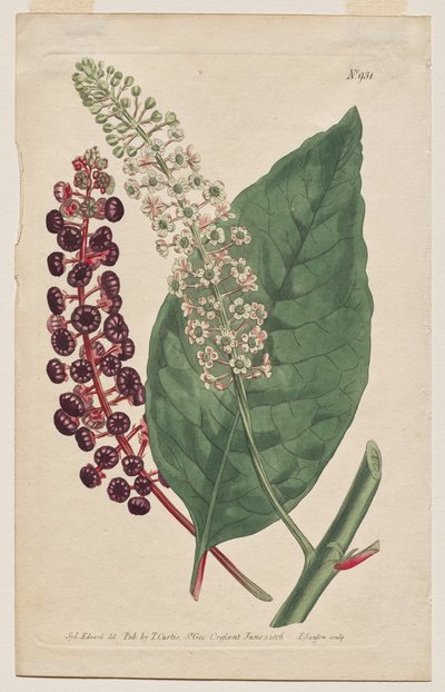 La Revista Botánica o el Jardín de Flores Mostrado: Lámina 931, Phytolacca Decandra. Poke Virginiano. [Phytolaca americana] de Francis Sansom