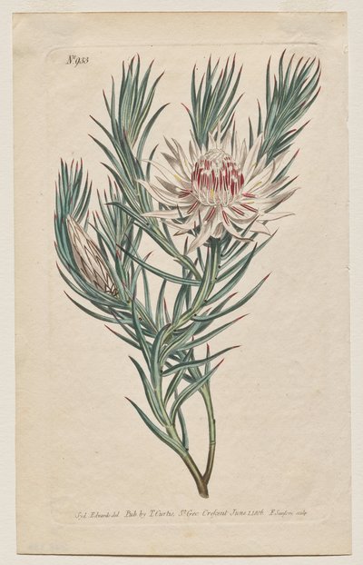 La Revista Botánica o Jardín de Flores Mostrado: Lámina 933, Protea mucronifolia. Protea con hojas de daga. [Protea odorata] de Francis Sansom