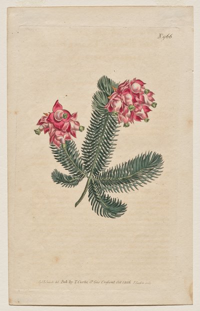 La revista botánica o el jardín de flores mostrado: lámina 966, Erica Elegans. Brezo elegante [Erica glauca] de Francis Sansom