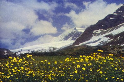 Trollius en el paso del Simplón (foto) de Francis Sydney Smythe