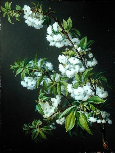 Una ramita de flor blanca de Francisco Lacoma