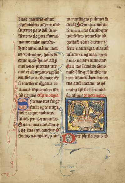 Un erizo de un bestiario Ms Ludwig XV 4, fol. 82, c.1280-1300 de Franco Flemish School