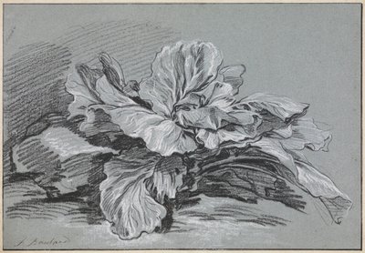 Estudio de una col de François Boucher