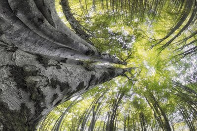El majestuoso dosel forestal de Francois Casanova