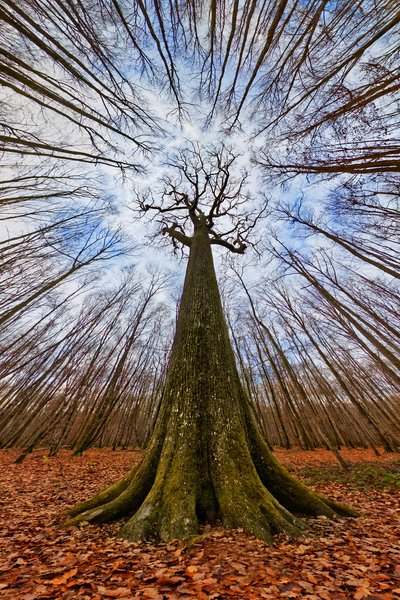 El gigante del bosque de Francois Casanova