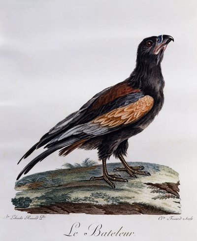Bateleur adulto (Terathopius ecaudatus), grabado de Histoire Naturelle des Oiseaux d
