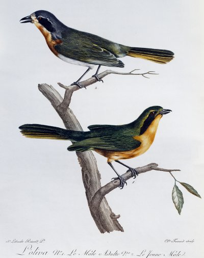 Macho adulto y joven de Alcaudón Olivo (Telophorus olivaceus), grabado de Histoire Naturelle des Oiseaux d