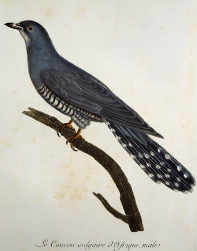 Cuco africano (Cuculus gularis), grabado de Histoire Naturelle des Oiseaux d