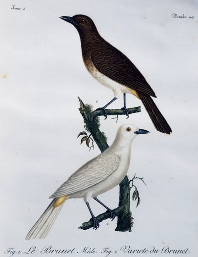 Bulbul de ojos rojos africano (Pycnonotus nigricans), grabado de Histoire Naturelle des Oiseaux d