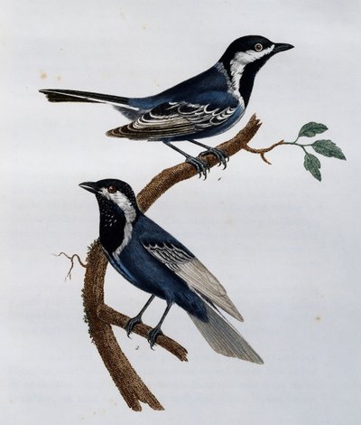 Carbonero ceniciento (Parus cinerascens), grabado de Histoire Naturelle des Oiseaux d