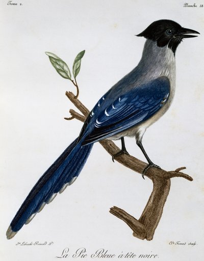 Urraca de alas azules (Cyanopica cyanus), grabado de Histoire Naturelle des Oiseaux d