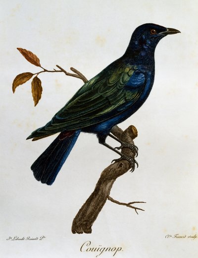 Estornino brillante de vientre negro (Lamprotornis corruscus), grabado de Histoire Naturelle des Oiseaux d