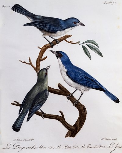 Vanga azul (Cyanolanius madagascarinus), grabado de Histoire Naturelle des Oiseaux d