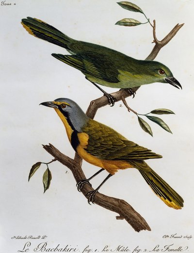 Bokmakierie Bushshrike (Telophorus zeylonus), grabado de Histoire Naturelle des Oiseaux d