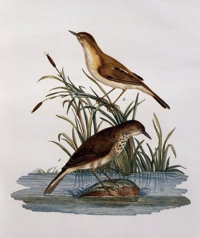 Cagueteuse y Lisabelle, grabado de Histoire Naturelle des Oiseaux d