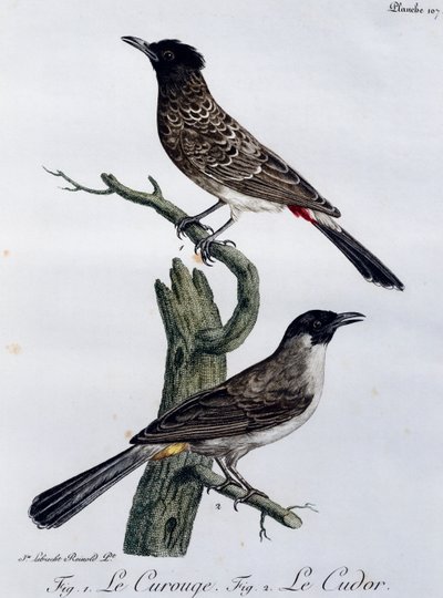 Bulbul del Cabo (Pycnonotus capensis) y, abajo, Bulbul de Jardín (Pycnonotus barbatus), grabado de Histoire Naturelle des Oiseaux d