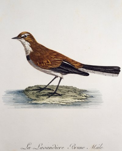 Lavandera del Cabo macho (Motacilla capensis), grabado de Histoire Naturelle des Oiseaux d