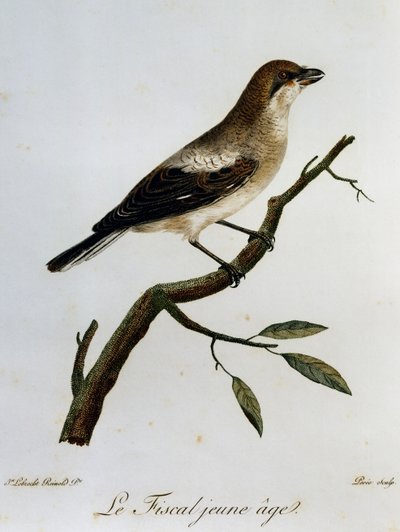 Fiscal Común (Lanius collaris), grabado de Histoire Naturelle des Oiseaux d
