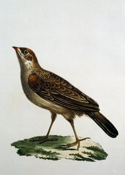 Cuculí Hembra, grabado de Histoire Naturelle des Oiseaux d