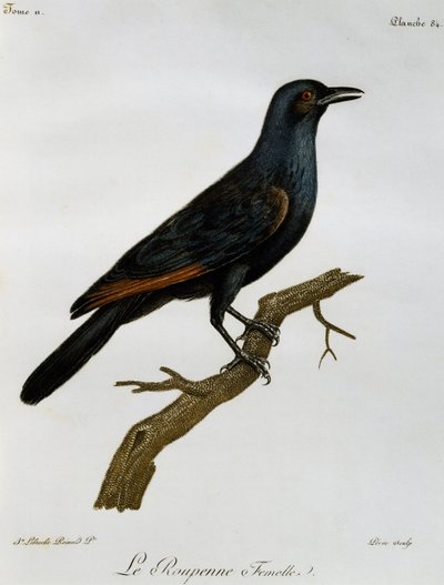 Estornino de alas rojas hembra (Onychognathus morio), grabado de Histoire Naturelle des Oiseaux d
