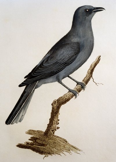 Oruguero gris (Coracina caesia), grabado de Histoire Naturelle des Oiseaux d
