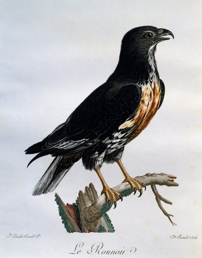Ratonero chacal (Buteo rufofuscus), grabado de Histoire Naturelle des Oiseaux d