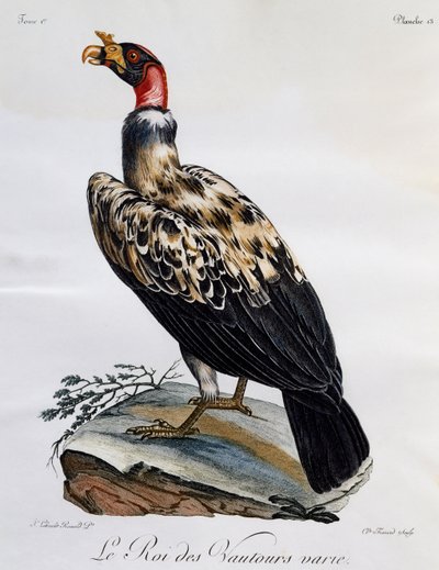 Buitre rey (Sarcoramphus papa), grabado de Histoire Naturelle des Oiseaux d