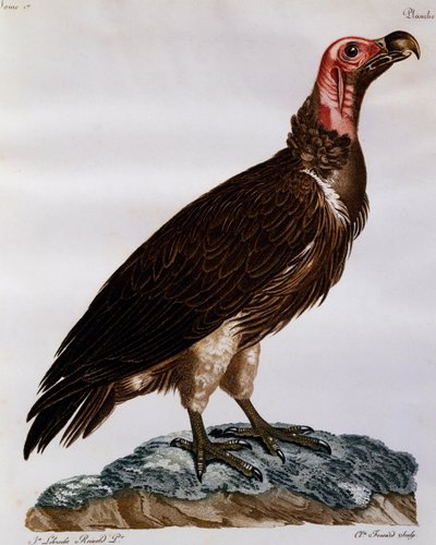 Buitre orejudo (Torgos tracheliotos), grabado de Histoire Naturelle des Oiseaux d