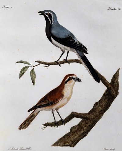 Le Pendeur et le Rousseau, grabado de Histoire Naturelle des Oiseaux d