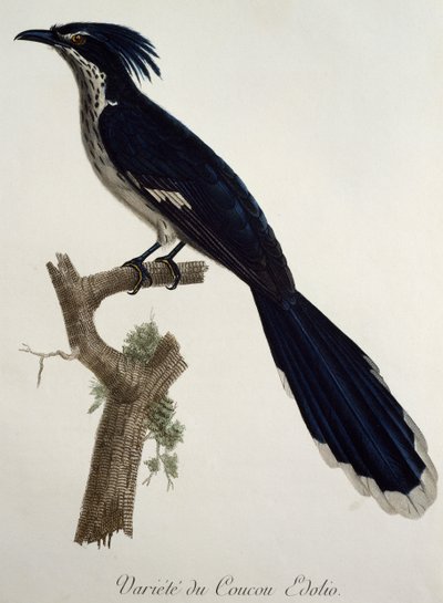Cuco de Levaillant (Clamator levaillantii), grabado de Histoire Naturelle des Oiseaux d