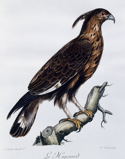 Águila crestada (Lophaetus occipitalis), grabado de Histoire Naturelle des Oiseaux d