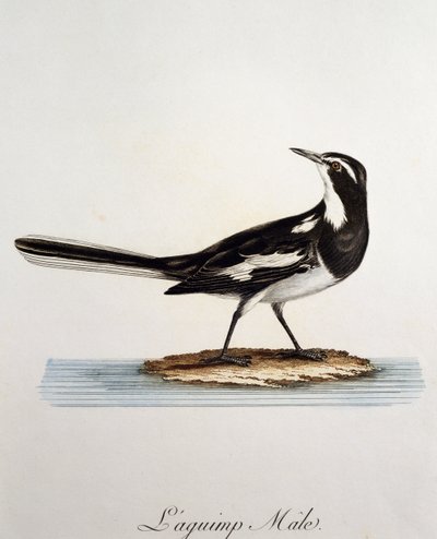 Lavandera africana macho (Motacilla aguimp), grabado de Histoire Naturelle des Oiseaux d