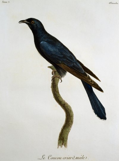 Cuco negro macho (Cuculus clamosus), grabado de Histoire Naturelle des Oiseaux d